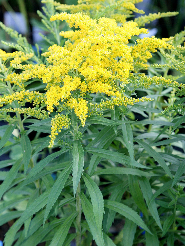 Invasive Neophyten | Hauenstein AG